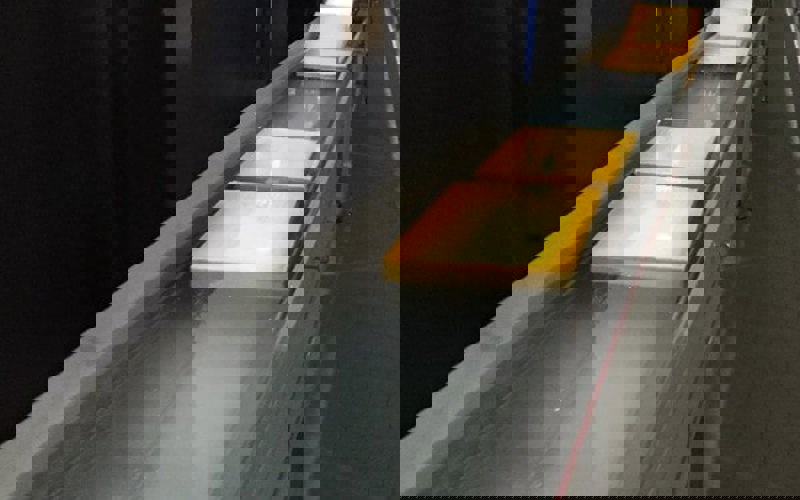 Koeien in een weiland